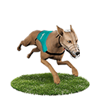 金禾娛樂城白金賽狗